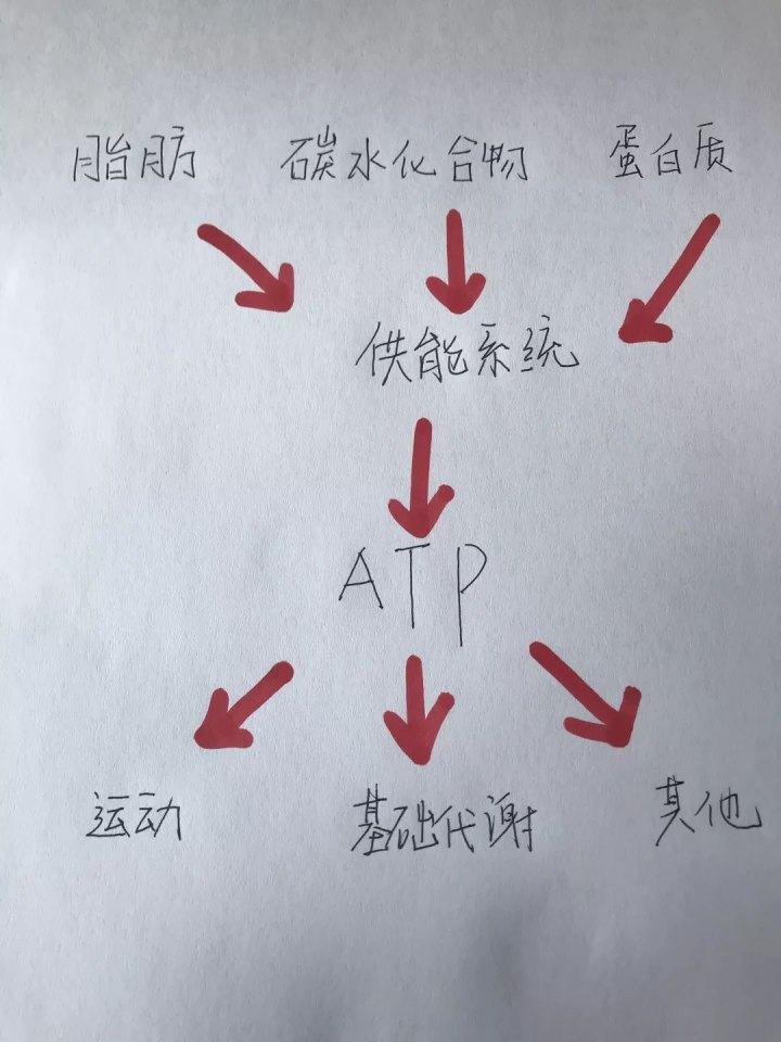 運(yùn)動(dòng)30分鐘后才開始消耗脂肪……是真是假？